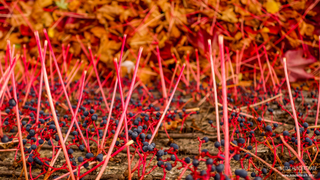 Wilder Wein im Herbst - Hundertmark Fotografie