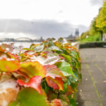 Herbstlaub - Hundertmark Fotografie