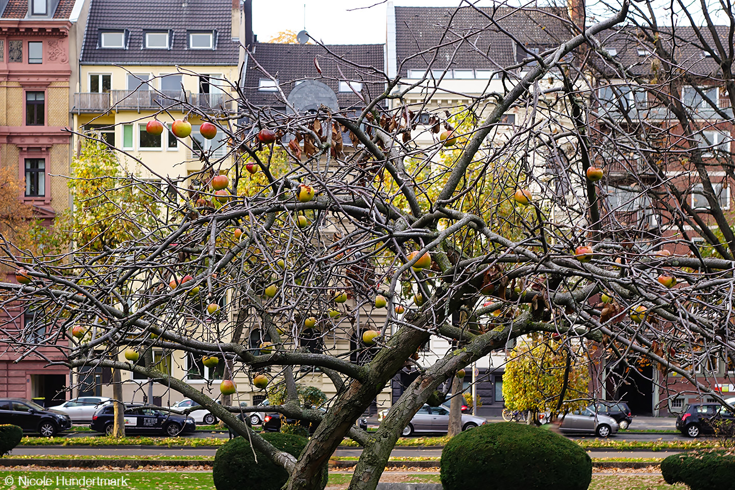 Apfelbaum im Hansapark Köln