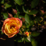 Rosen im Kölner Rosengarten