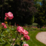 Rosenbeet im Kölner Rosengarten