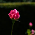 Rosen im Kölner Rosengarten