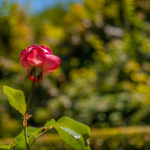 Rosen im Kölner Rosengarten