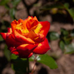 Rosen im Kölner Rosengarten