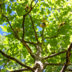 Schattenspendende Bäume im Rosengarten
