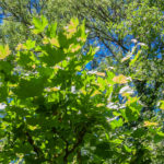 Schattenspendende Bäume im Rosengarten