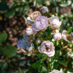 Rosen im Kölner Rosengarten