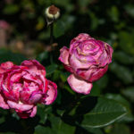 Rosen im Kölner Rosengarten