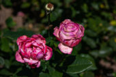 koeln-sommer-6525