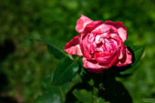 koeln-sommer-6529