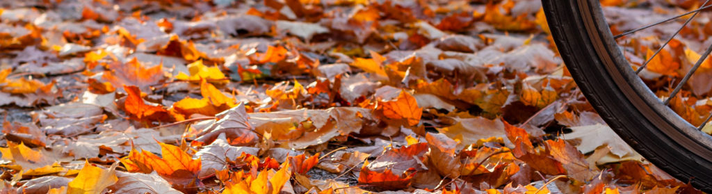 Es ist Herbst in Köln - Fotografie Nicole Hundertmark