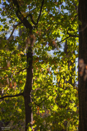 herbst-2018_fotografie-nicole-hundertmark-7625