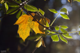 herbst-2018_fotografie-nicole-hundertmark-7705