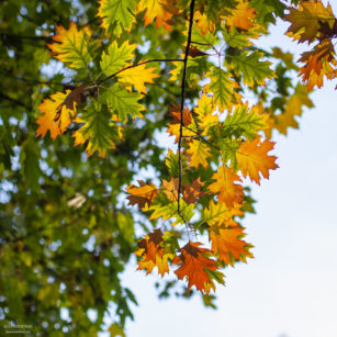 herbst-2018_fotografie-nicole-hundertmark-7709