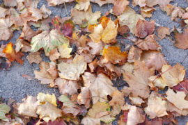 herbst-2018_fotografie-nicole-hundertmark-7720
