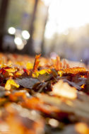 herbst-2018_fotografie-nicole-hundertmark-7737