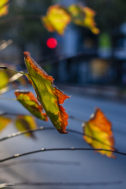 herbst-2018_fotografie-nicole-hundertmark-7751
