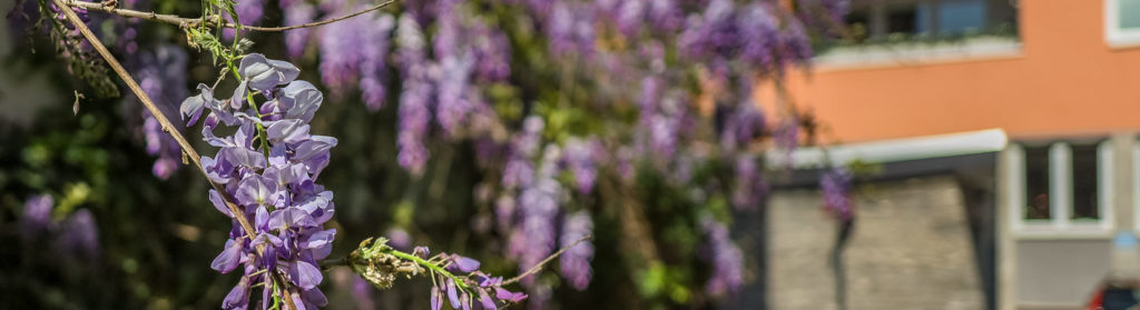 Kölner Frühling - Hundertmark Fotografie