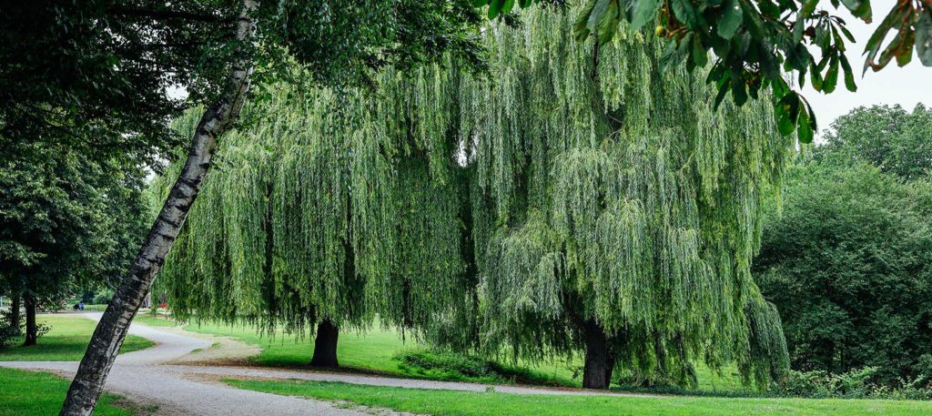 Blogbeitrag Kölner Grün im Sommer