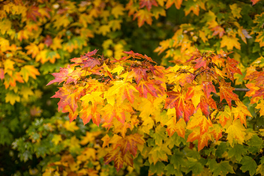 Herbstlaub