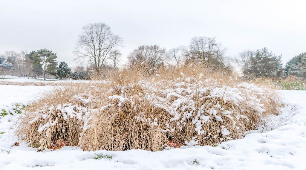 Winter im Kölner Rheinpark
