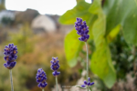Lavendel - Hundertmark Fotografie
