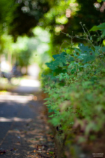 lauschiger Weg lauschiger Weg