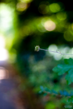 Sommergrün Sommergrün