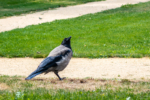 Rabe im Schlosspark