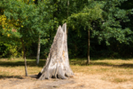 Im Schlossgarten Charlottenburg