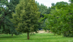 Im Schlossgarten Charlottenburg