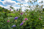 Blumenbeet vor dem Schloss Charlottenburg