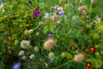 Blumenbeet vor dem Schloss Charlottenburg