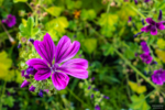 Blumenbeet vor dem Schloss Charlottenburg