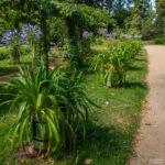 Englischer Garten auf der Pfaueninsel Englischer Garten auf der Pfaueninsel