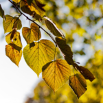 Buntes Herbstlaub in der Stadt Köln