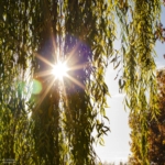 Die tiefstehende Sonne erleuchtet das Grün