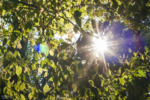Die Herbstsonne lässt die Blätter leuchten