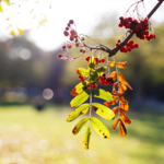 Herbstfarben in der Stadt Köln