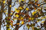 Herbstfarbene Blätter in der Stadt Köln