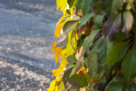 Herbstliche Farben in der Stadt Köln