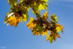 Herbstliche Farben in der Stadt Köln