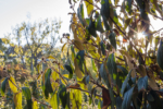 Herbstliches Grün in der Stadt Köln