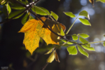 Herbst in der Stadt Köln