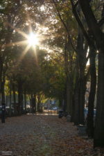 Herbst in der Stadt Köln