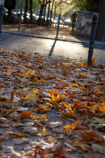 Buntes Laub auf den Straßen Kölns