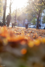 Buntes Laub auf den Straßen Kölns