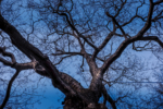 Filmlook - Baum in der Kölner Innenstadt