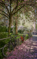 Blütenmeer in der Kölner Innenstadt Blütenmeer in der Kölner Innenstadt