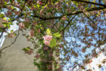 Kirschblüten Kirschblüten in Köln